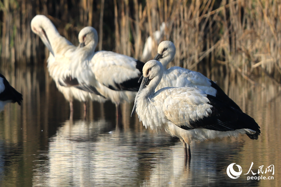 東方白鸛用長嘴梳理羽毛。人民網(wǎng)記者 陳博攝