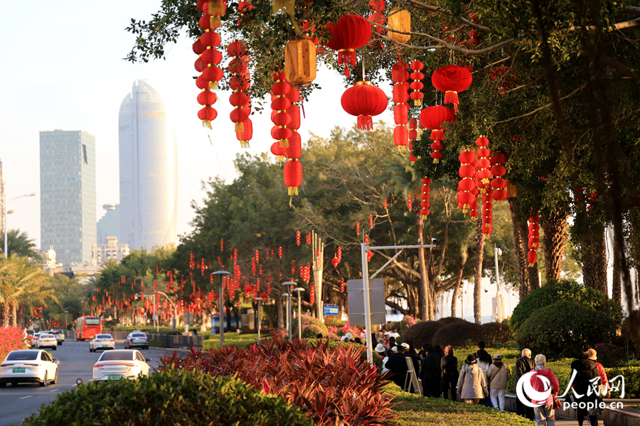 廈門(mén)鷺江道紅燈籠成串掛枝頭。人民網(wǎng) 陳博攝