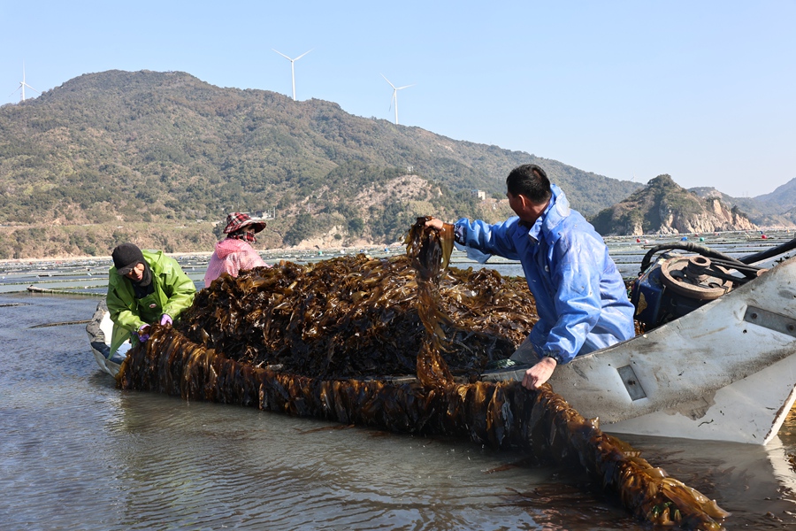 養(yǎng)殖戶采收海帶苗