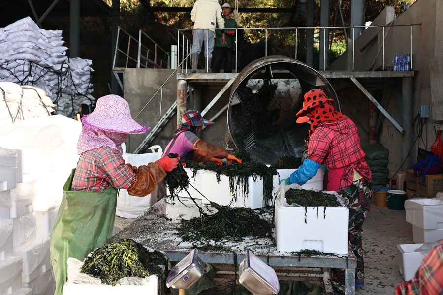 采摘后的海帶苗被拉往碼頭旁的加工廠內(nèi)進(jìn)行處理