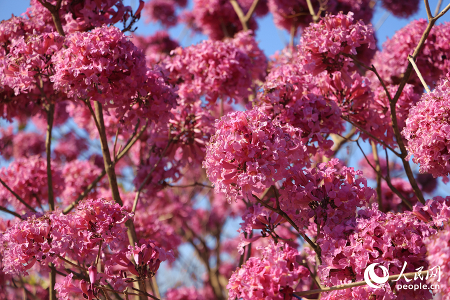 一朵朵風(fēng)鈴狀花朵抱團(tuán)掛滿枝頭。人民網(wǎng)記者 陳博攝