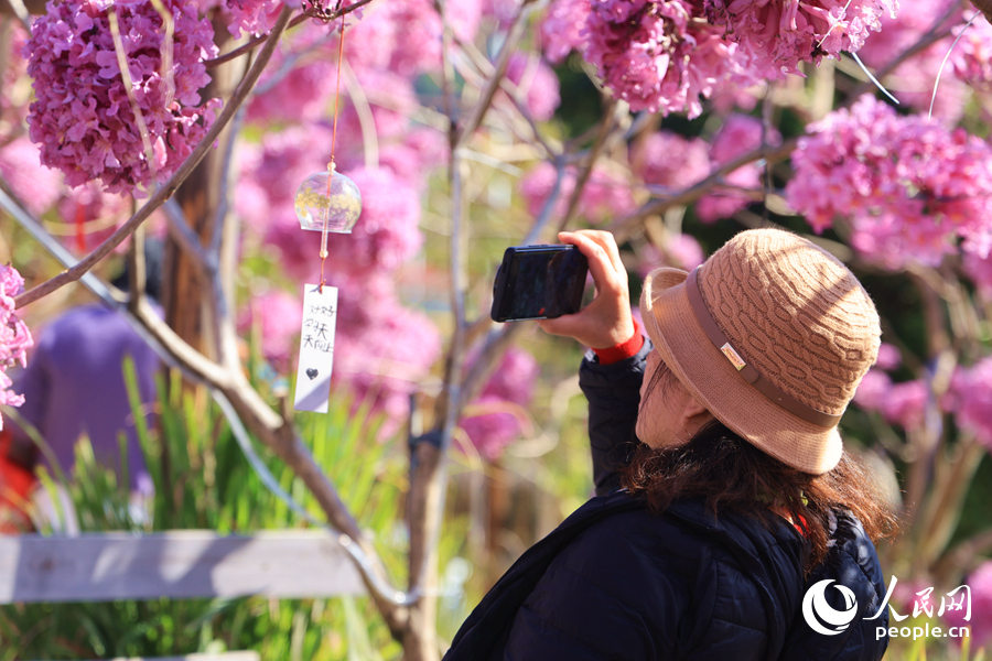 游客在風(fēng)鈴卡片上書寫祝福，掛上花枝拍照留念。人民網(wǎng)記者 陳博攝