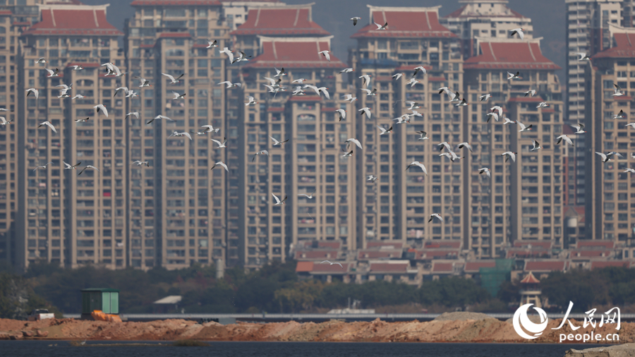 杏林灣上空百鳥齊飛。人民網(wǎng)記者 陳博攝
