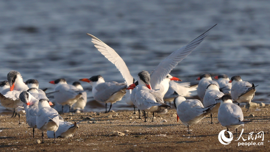 紅嘴巨燕鷗在堤岸上梳理羽毛。人民網(wǎng)記者 陳博攝