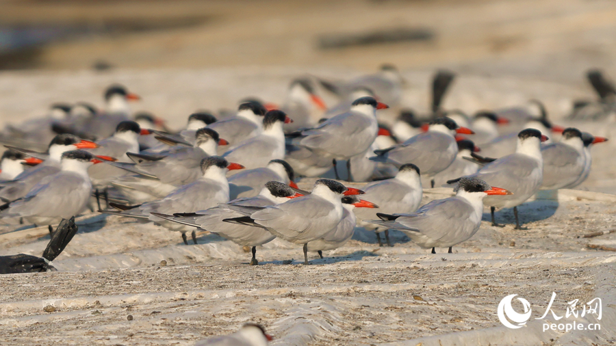 百余只紅嘴巨燕鷗在杏林灣聚集。人民網(wǎng)記者 陳博攝