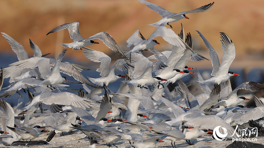 紅嘴巨燕鷗起飛瞬間。人民網(wǎng)記者 陳博攝