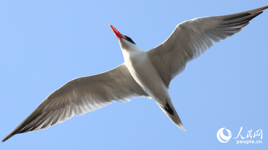 展翅翱翔的紅嘴巨燕鷗。人民網(wǎng)記者 陳博攝