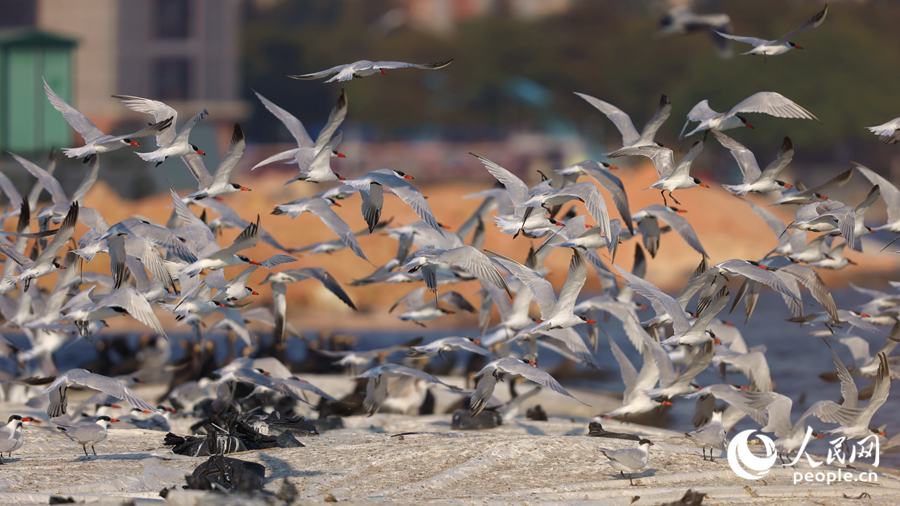 紅嘴巨燕鷗“鳥浪”。人民網(wǎng)記者 陳博攝
