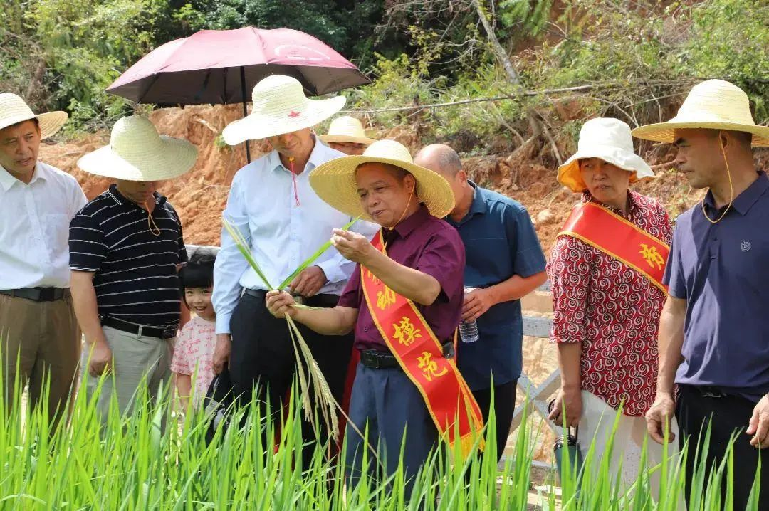 離退休干部“鄉(xiāng)村振興指導員”、上杭縣農(nóng)業(yè)農(nóng)村局原高級農(nóng)藝師薛德乾深入田間地頭指導服務(wù)