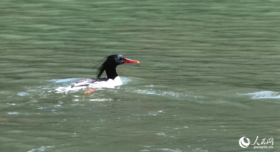 一只中華秋沙鴨在水中玩耍。人民網(wǎng)記者 陳藍(lán)燕攝