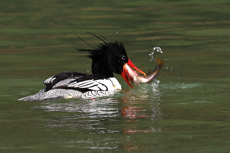 一只中華秋沙鴨在水中捕食。陳林?jǐn)z