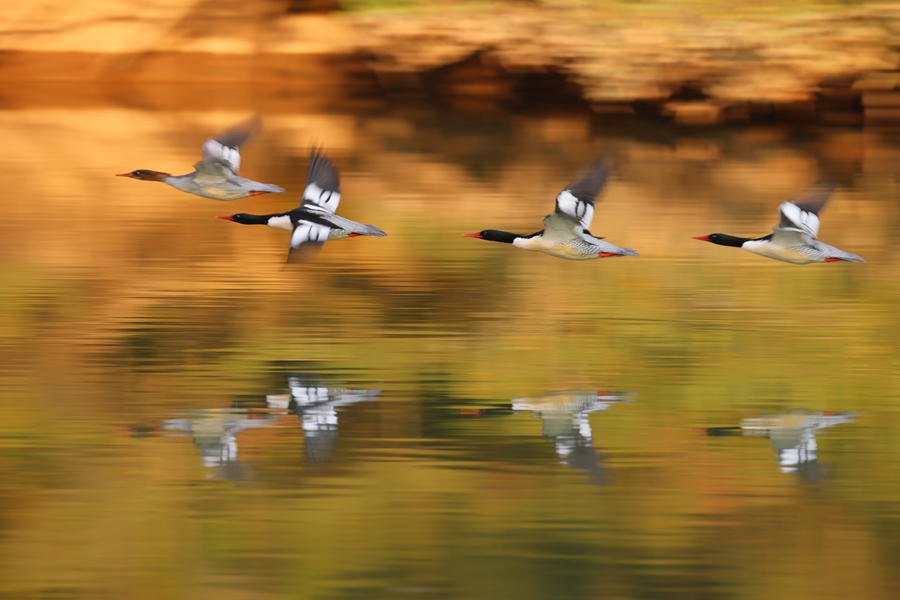 中華秋沙鴨結(jié)伴來福建永泰嵩口大漳溪越冬。陳林?jǐn)z
