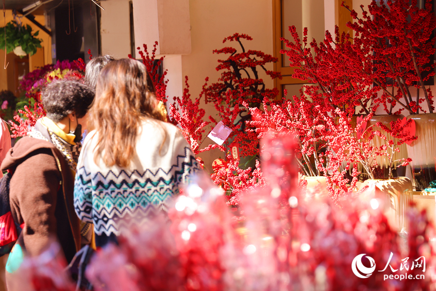 紅紅火火的北美冬青盆景備受市民青睞，為街道增添一抹喜慶的紅色。人民網(wǎng)記者 陳博攝