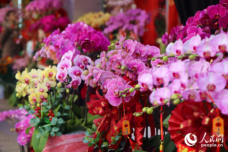 花姿婀娜的蝴蝶蘭。人民網(wǎng)記者 陳博攝