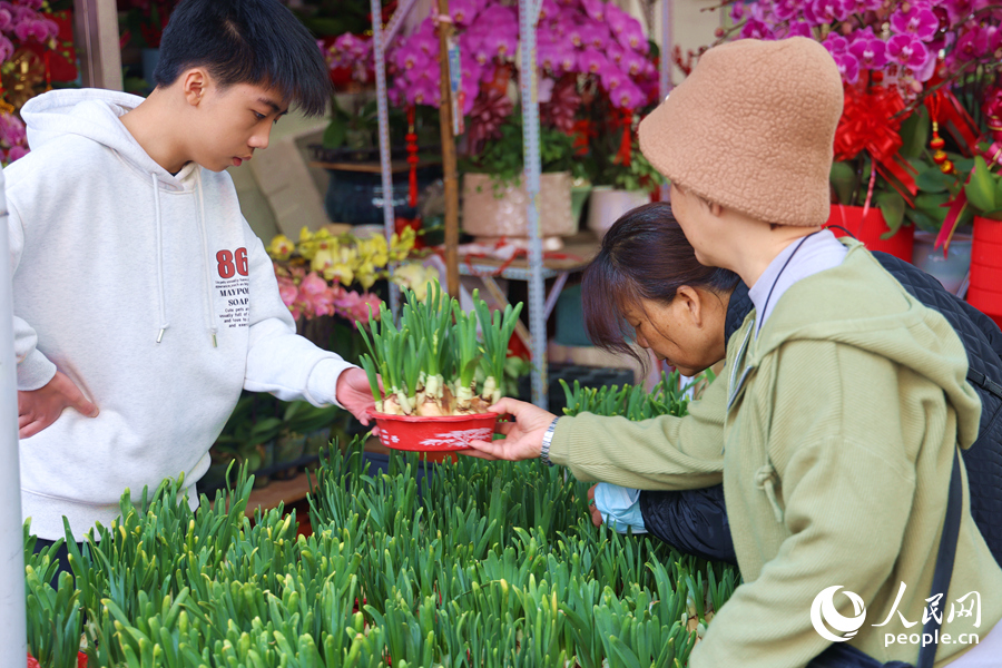 在閩南地區(qū)，過年選購水仙花必不可少。人民網(wǎng)記者 陳博攝