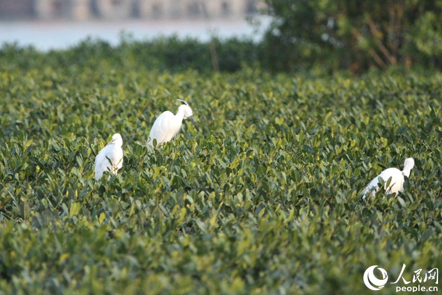 白鷺落于同安灣官潯溪附近海域。人民網(wǎng)記者 陳博攝