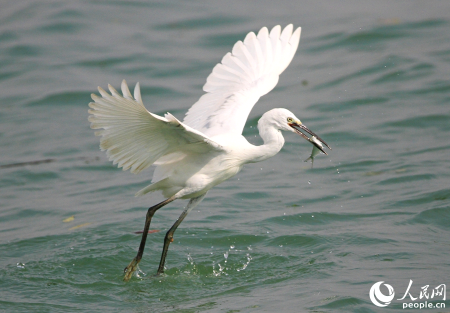 同安灣海域，一只捕魚的白鷺。人民網(wǎng)記者 陳博攝