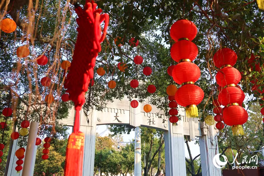 集美大社紅燈籠掛滿枝頭年味足。人民網(wǎng)記者 陳博攝
