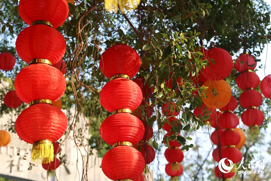 榕樹枝頭春意鬧。人民網(wǎng)記者 陳博攝