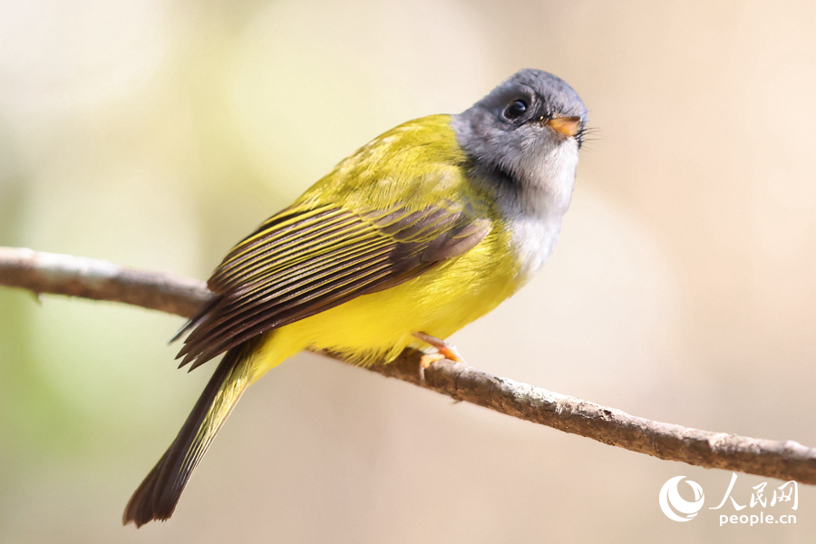 身披亮黃色羽毛的方尾鹟嘰喳鳴叫。人民網(wǎng)記者 陳博攝