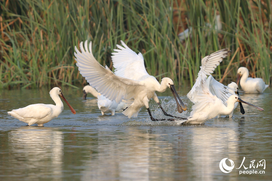 白琵鷺在馬鑾灣濕地的蘆葦蕩中嬉戲打鬧。人民網(wǎng)記者 陳博攝