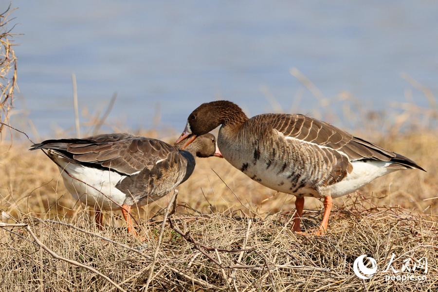 在馬鑾灣濕地，一對白額雁在池畔梳理羽毛。人民網(wǎng)記者 陳博攝