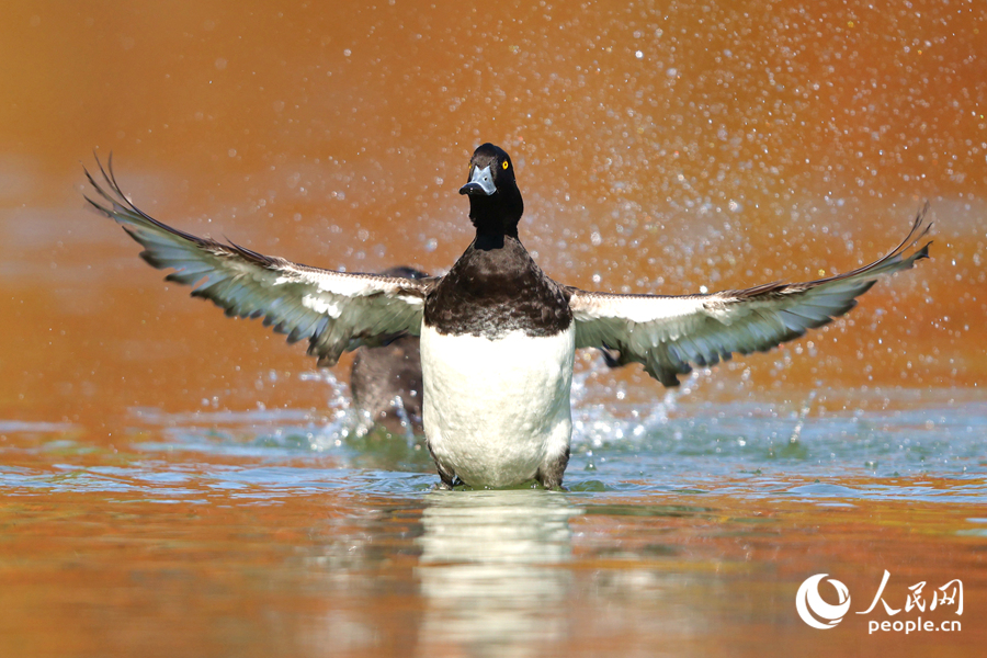 在廈門園林博覽苑，鳳頭潛鴨在湖中蹁躚起舞。人民網(wǎng)記者 陳博攝