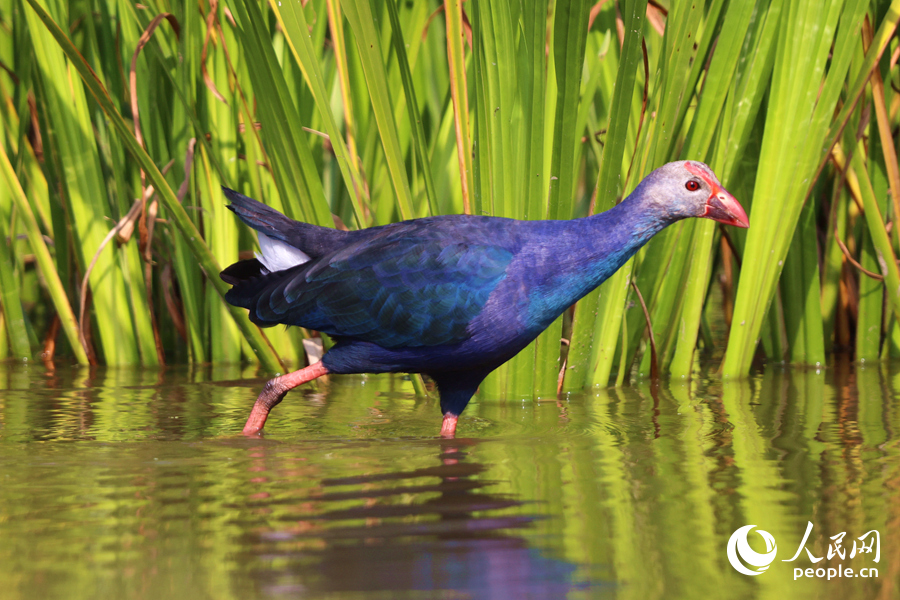 在集美區(qū)的雙溪生態(tài)濕地公園，紫水雞在淺灘漫步。人民網(wǎng)記者 陳博攝