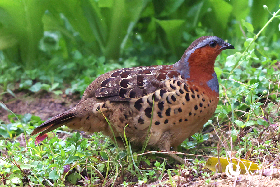 在思明區(qū)東山環(huán)廊附近，灰胸竹雞在菜地中覓食。人民網(wǎng)記者 陳博攝
