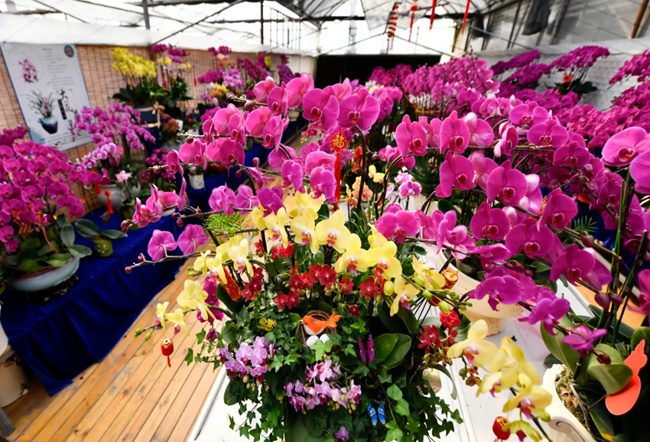 福清市臺(tái)灣農(nóng)民創(chuàng)業(yè)園蝴蝶蘭生產(chǎn)基地