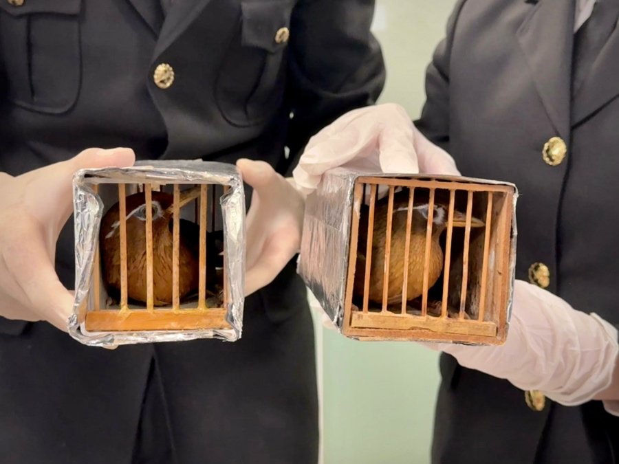 經(jīng)鑒定，6只活體鳥(niǎo)類(lèi)均為國(guó)家二級(jí)保護(hù)動(dòng)物畫(huà)眉鳥(niǎo)。謝臻攝