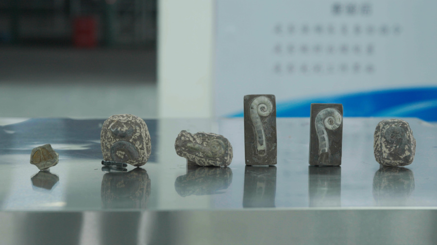 廈門海關查獲的6塊古生物化石。廈門海關供圖