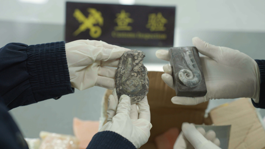 形似螺殼的喇叭角石化石。廈門海關供圖