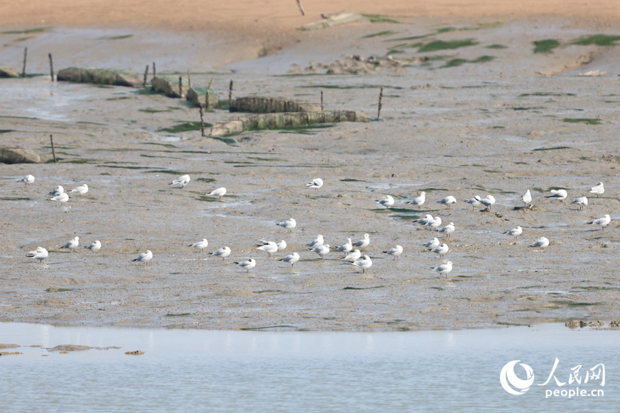 退潮時(shí)分，黑嘴鷗與其他海鳥一同在灘涂上停留。人民網(wǎng)記者 陳博攝