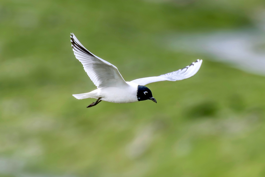換上繁殖羽的黑嘴鷗，如同戴上“黑頭套”，十分呆萌可愛。柯玉坤攝
