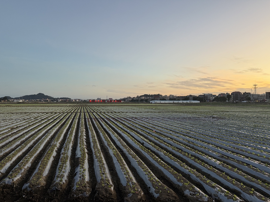 惠安走馬埭萬畝良田。劉益貴攝