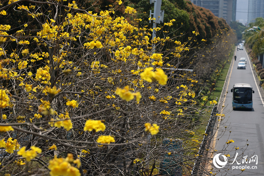 廈門湖濱西路旁，黃花風(fēng)鈴木花枝隨風(fēng)搖曳生姿。人民網(wǎng)記者 陳博攝