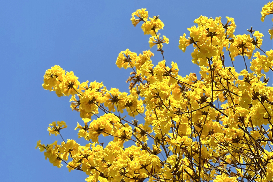 在和煦的陽(yáng)光下，黃花風(fēng)鈴木花朵顯得分外妖嬈。羅秀玉攝