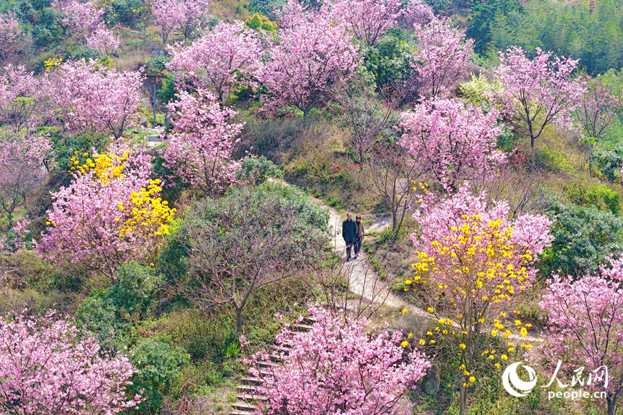 廈門集美1500余株粉櫻競相綻放。人民網(wǎng)記者 陳博攝