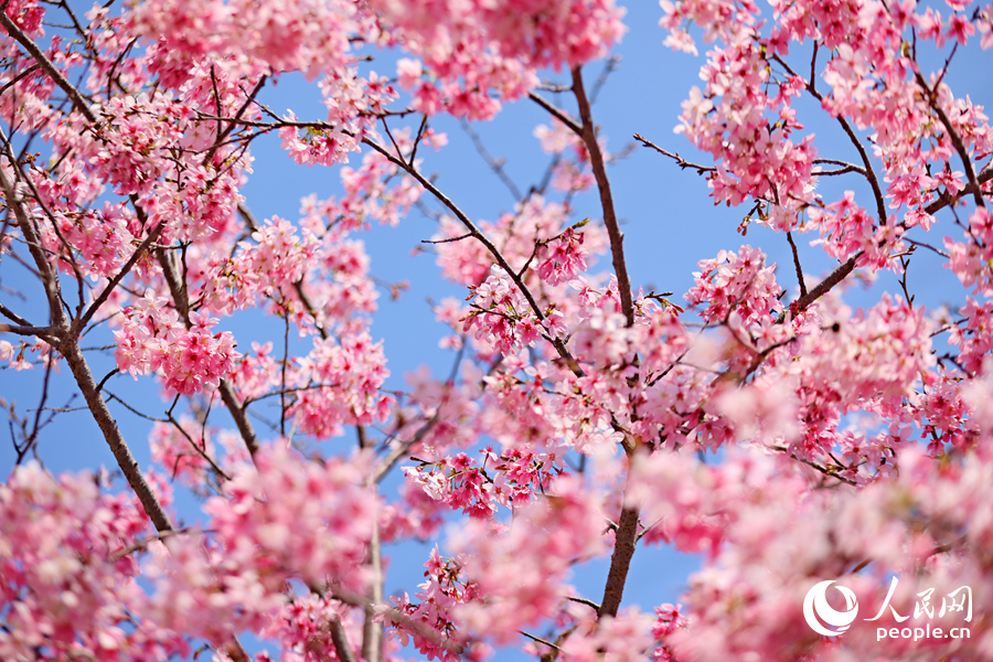 朵朵櫻花簇?fù)沓纱?。人民網(wǎng)記者 陳博攝