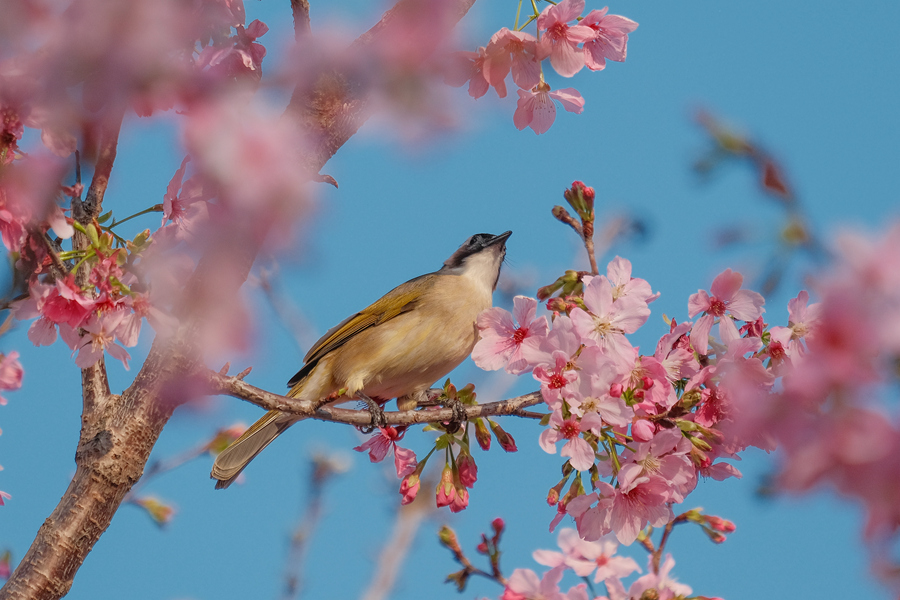 鳥兒在櫻花枝頭啼鳴。林晞華攝
