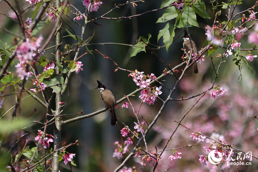 兩只鳥兒在櫻花枝頭停留。人民網(wǎng)記者 陳博攝