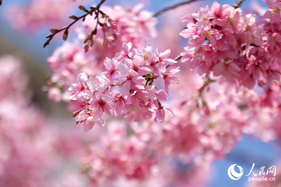櫻花隨風(fēng)搖曳生姿。人民網(wǎng)記者 陳博攝