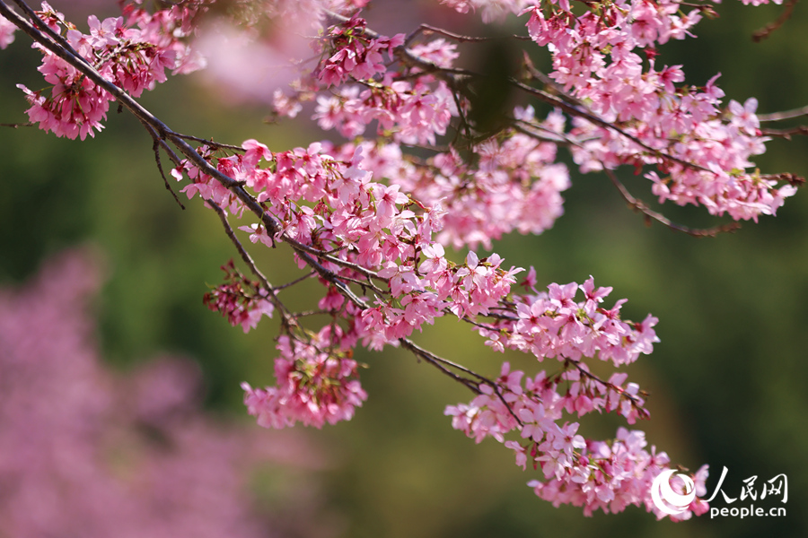 枝頭盛開的櫻花。人民網(wǎng)記者 陳博攝
