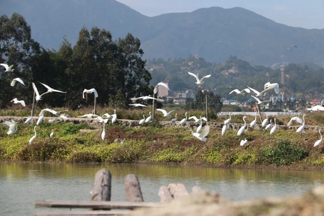 鶴上鎮(zhèn)的鄉(xiāng)村間，白鷺在水面上盤旋