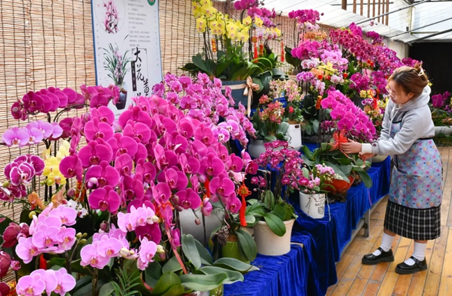 繽紛多彩的蝴蝶蘭。黃海攝