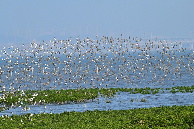 藍色海灣生態(tài)科普基地(晉江)候鳥遷飛