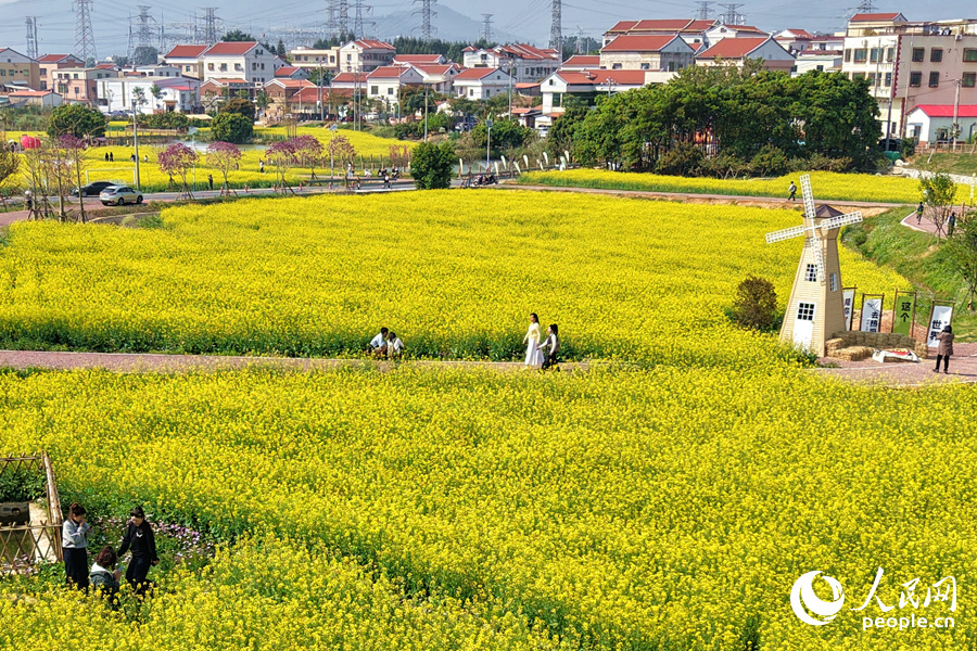 廈門市下陳社百畝油菜花盛開迎客來。人民網(wǎng)記者 陳博攝