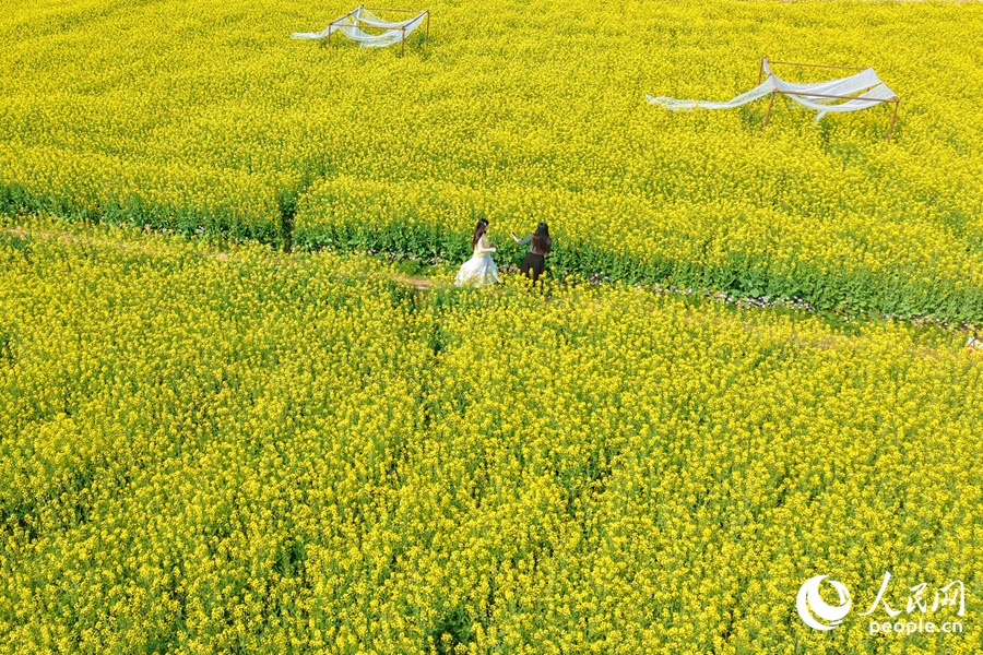 漫步花海小徑，美不勝收。人民網(wǎng)記者 陳博攝