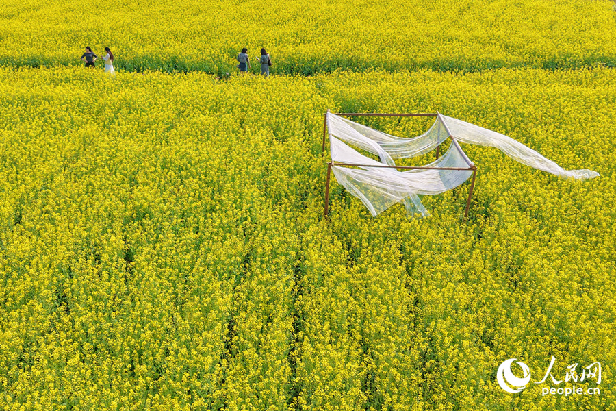 微風(fēng)拂過，油菜花金浪翻涌。人民網(wǎng)記者 陳博攝